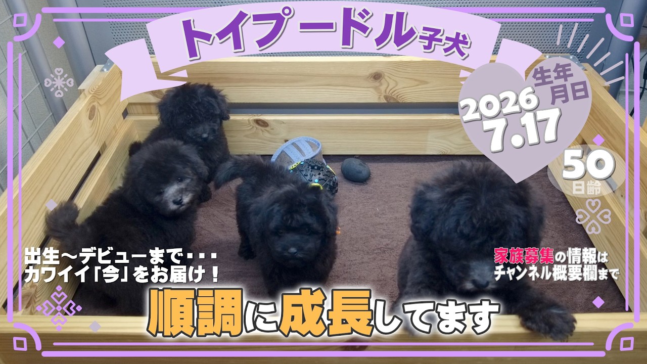 トイプードル子犬｜2026.7.17生（50日齢）｜ブラック・グレー｜男の子