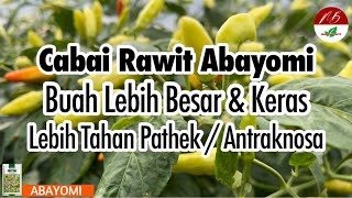 Benih Cabai Rawit ini Lebih BESAR & KERAS juga LEBIH TAHAN PATHEK