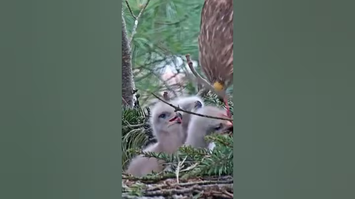 [P912] Review birds nest life, mom birds brings food to feed her babies in their nest #birdslover