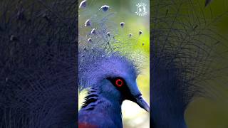 Victoria Crowned Pigeon | Healing Sounds | Relaxing Sounds | Nature Sounds | Calming Bird Sounds