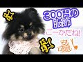 ３Coinsで購入した犬用帽子とレースチョーカーにそこそこご満悦のポメラニアン【はなポメ#163】