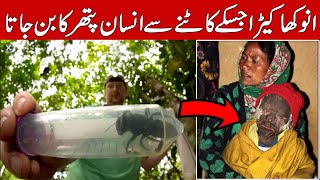 The Worlds Largest Worm Fact Man