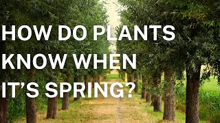 How Do Plants Know When It’s Spring The Science Behind Seasonal Growth