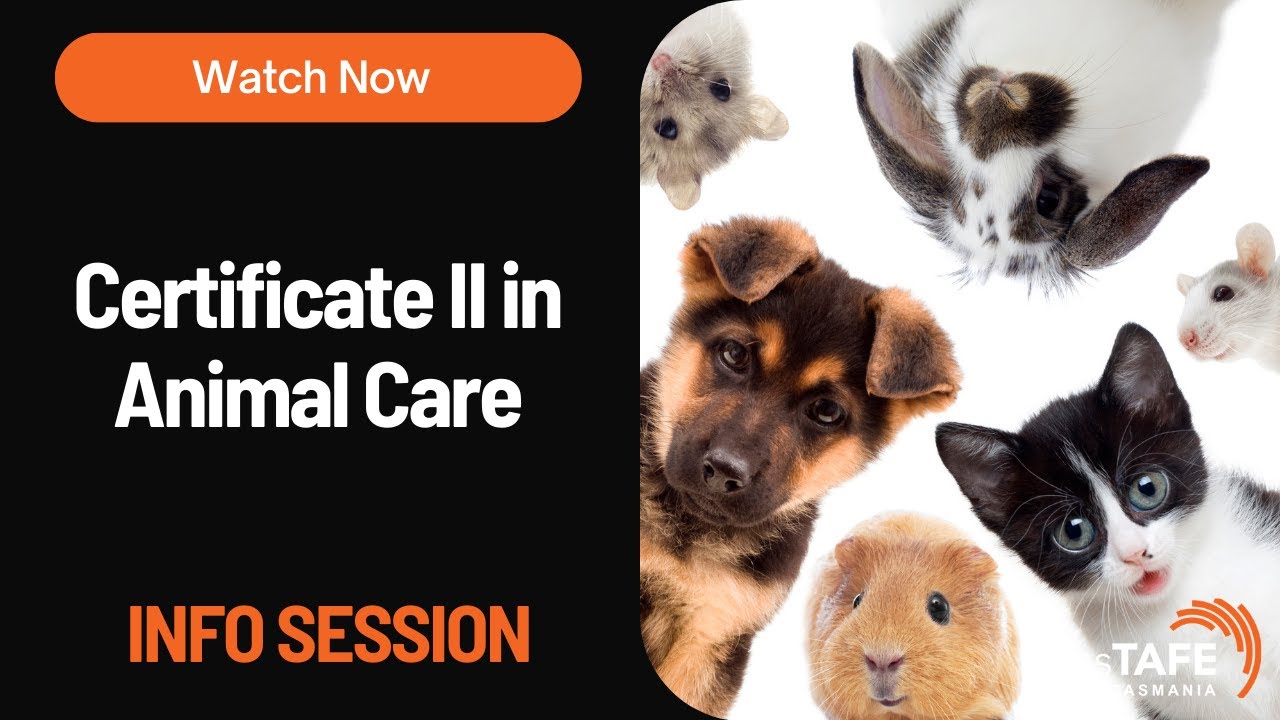 ACM20121 - Certificate II in Animal Care (Semester 2, 2025)