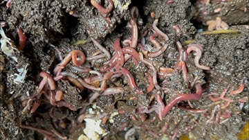 Composting with Craig Ep 279: Another Mid January 10,000+ Red Wiggler Bin Check In