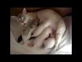 Кошка против видео-съёмки! Улётное видео! Тайские кошки - это чудо! Funny Cats