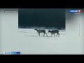 Два северных оленя сбежали в Марий Эл из соседней области