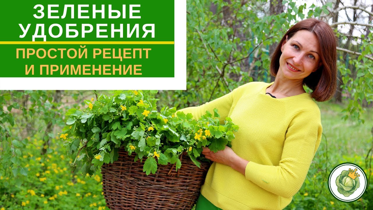 ЗЕЛЕНЫЕ УДОБРЕНИЯ - лучшая  подкормка для первой половины лета//рецепт приготовления
