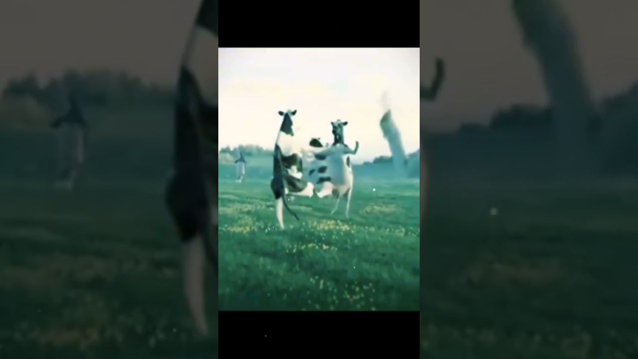 корова му - му