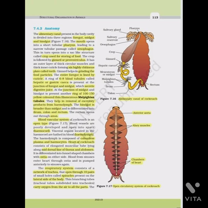 What is class of cockroach class 11 ncert highlights youtube
