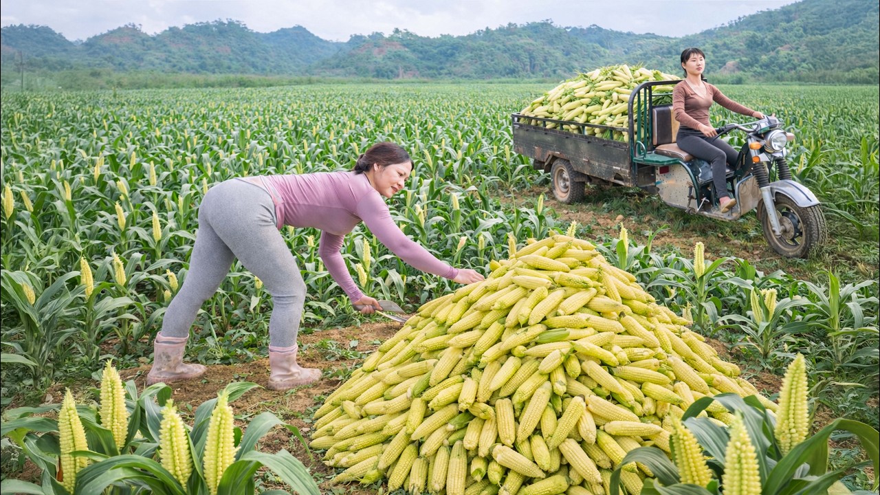 Harvesting THOUSANDS of Baby Corn | CEO Loads 3-Wheeled Truck to Sell at Village Market