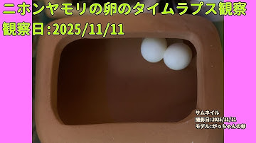 【Memorandum】 2025年11月11日 RPi-Cam-Web-Interfaceを用いたニホンヤモリの卵のTimelapse観察