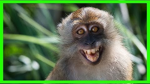 Breaking News | Tool-using monkeys threaten shellfish population in thailand