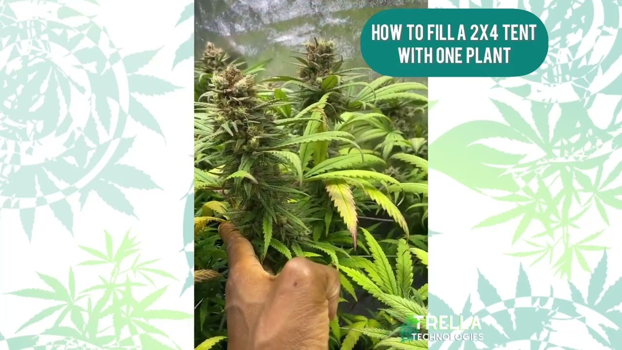 Unbelievable Colas on our Raspberry Parfait! See the Density Before Harvest!