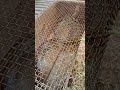 スズメバチ捕獲器にシマヘビ　snake in a hornet trap