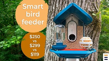 Smart Bird Feeder Review: Best of 2025