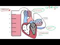 Shock for the USMLE Step 1