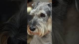 Standard Schnauzer: Blending Intelligence and Elegance  #dogfacts#dogbreeds#dogs#StandardSchnauzer