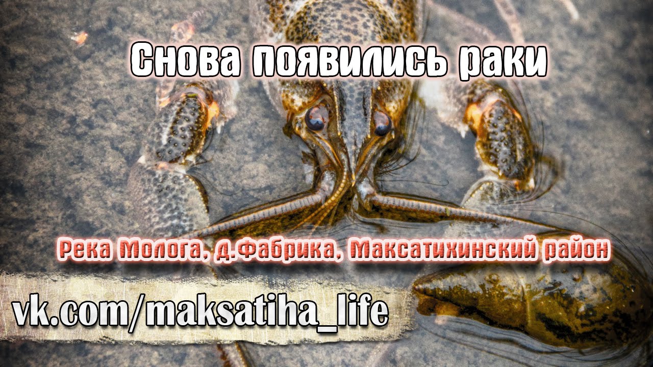 Раки в волге