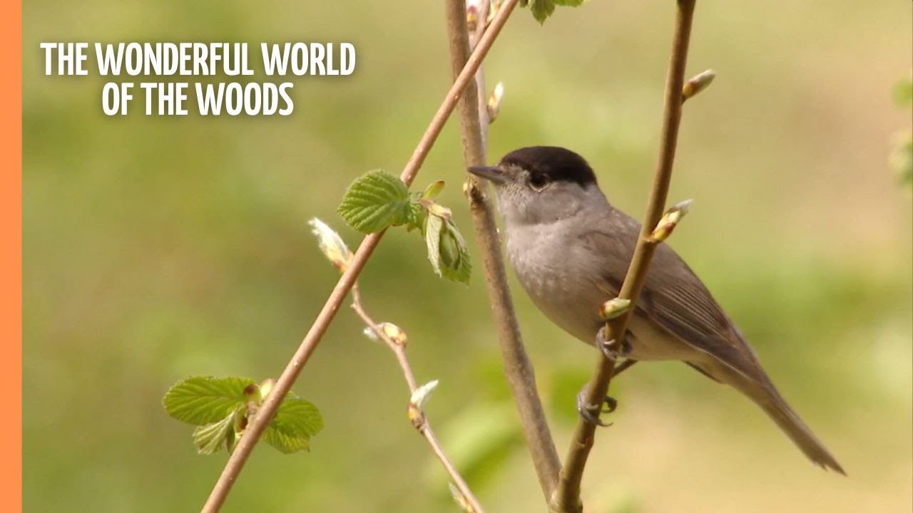 The wonderful world of the woods - part 3 (2018)