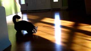 Saylor Chasing Sunbeams