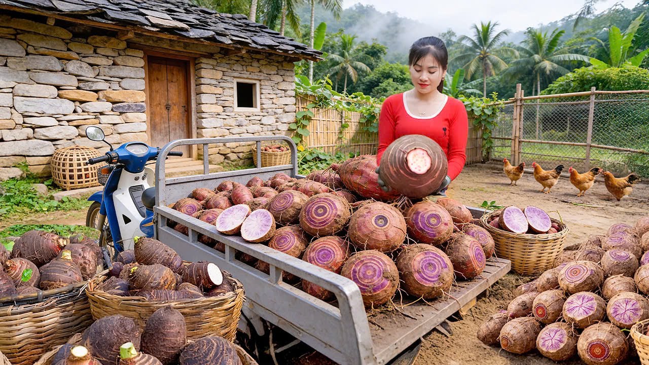 Harvesting Taro in the Forest | Countryside Market Sale & Farm Cleanup