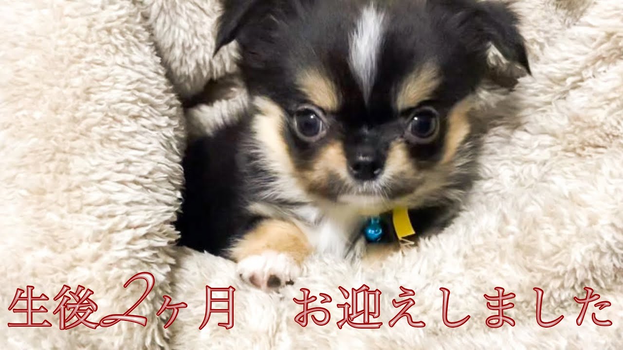 チワワ 生後2ヶ月の子犬をお迎え Youtube
