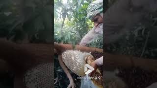 Man harvests some honey from bees nest || Viral Video UK