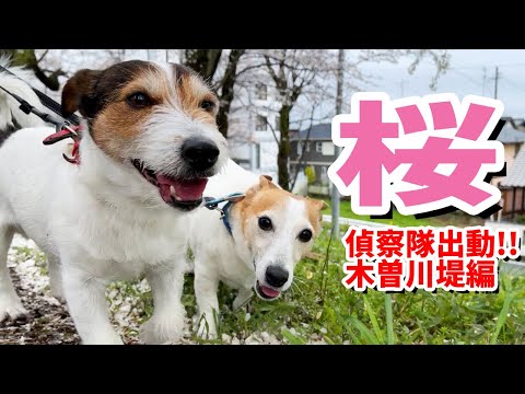 桜を見ながら散歩したジャックラッセルテリアの笑顔が可愛すぎる!!(木曽川堤さくら散歩)