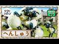 牧場でかわいい大騒ぎ！🐑🤯🤣💥 | ひつじのショーン 公式チャンネル