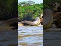O Animal Mais Perigoso Da Amazônia Cobra Anaconda Amazonia Youtubeshorts 