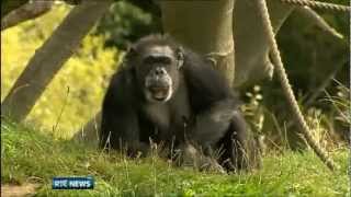 Chimpanzees at Dublin Zoo celebrate their 50th birthday