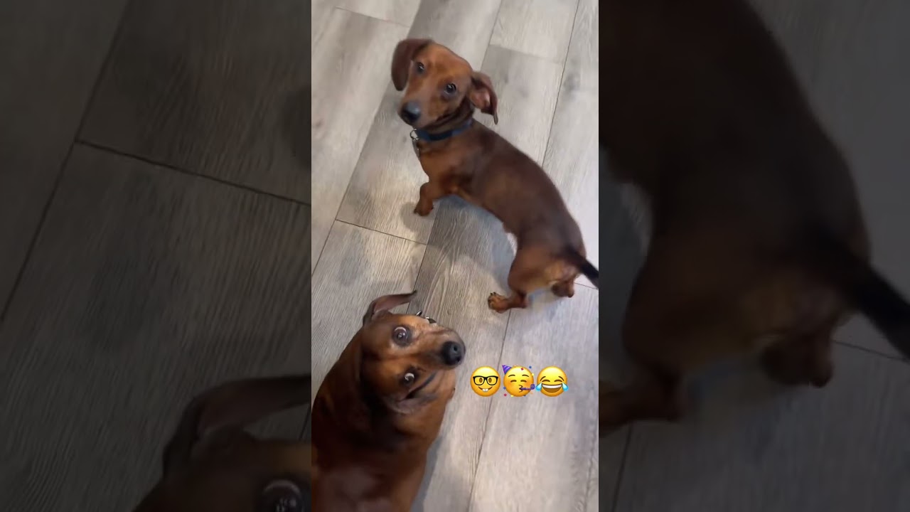 Hands-Free Fun: Unboxing a Magnetic Neck Phone Mount for Pet Adventures!