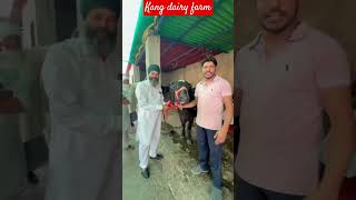 kang #dairyfarm #cow #baffalo #animals #dairyproducts #murraha #dairyherd #farm #bull #farming