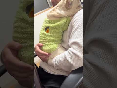 【キュン死注意】赤ちゃんのように抱っこされて眠るフレンチブルドッグが可愛すぎる件について #フレンチブルドッグ #キャバリア #多頭飼い #shorts