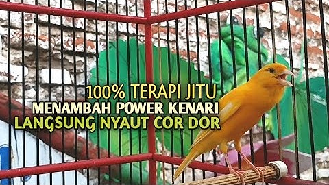 kenari gacor panjang Cuit Cuit EMOSI, Pancingan Kenari Paud Belajar Bunyi, terapi AMPUH Kenari MACET