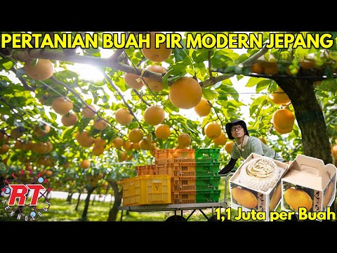 Video: Memanen Pohon Pir - Tips Kapan Dan Cara Memetik Buah Pir