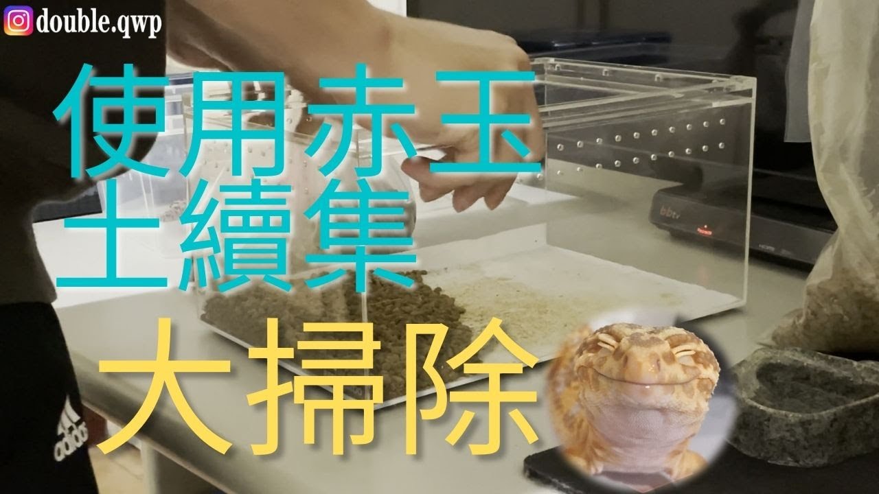 使用赤玉土 下集 赤玉土使用了3個月狀況 幫守宮大掃除 Double H Youtube
