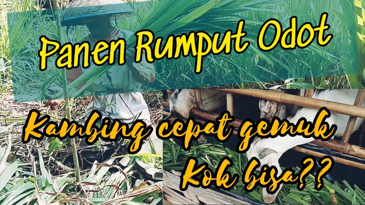 PANEN RUMPUT ODOT | KAMBING CEPAT GEMUK 