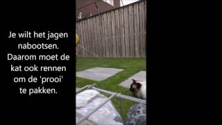 Speel Samen Met Je Kat Met Een Speelhengel