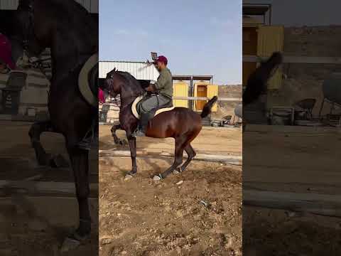 بهير الخطير مربط نواصي الخير هرم مصر 