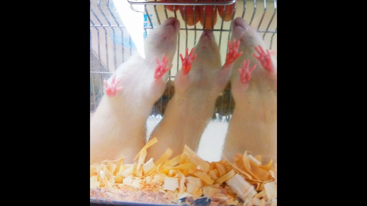 How to feed medicine orally to rat for an experiment? YouTube