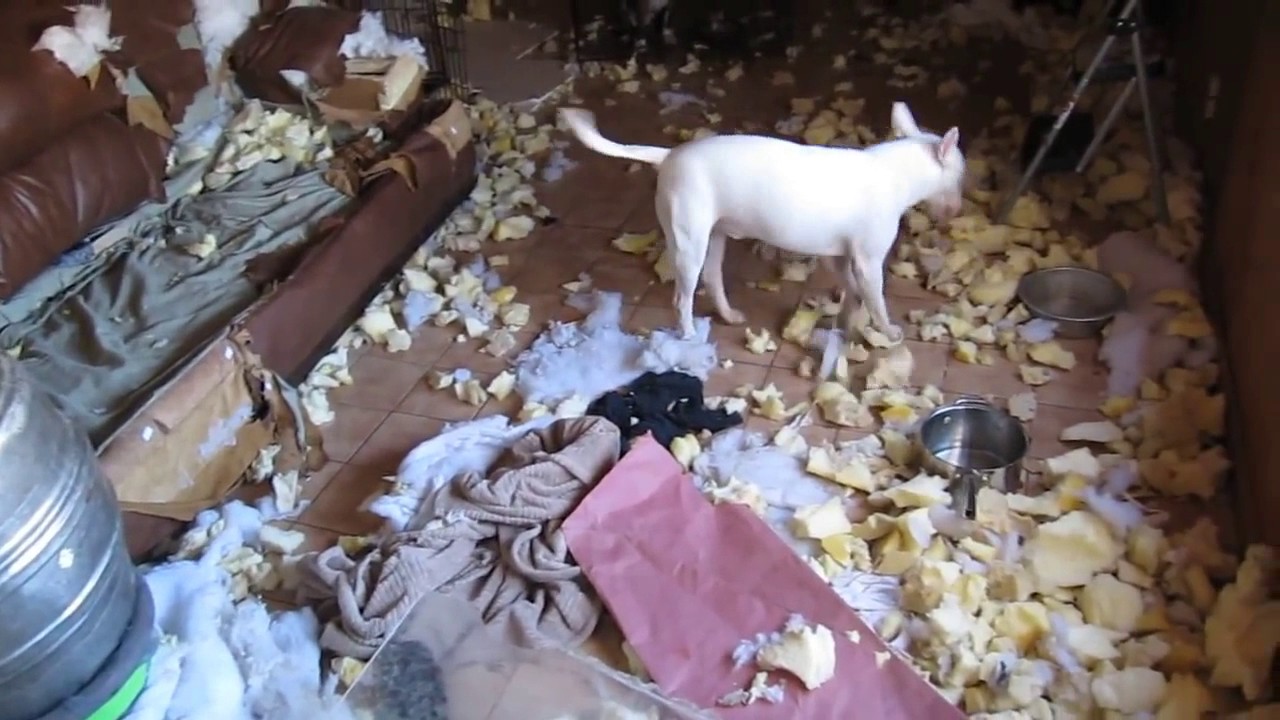 puppy destroying house