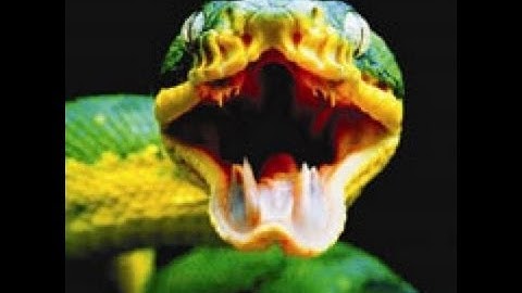 Snake Bytes TV - Huge Snake Attack : SnakeBytesTV