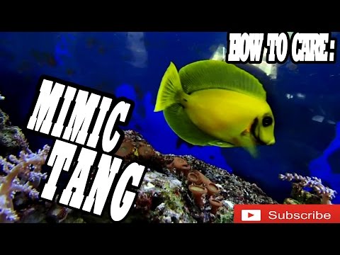 mimic tang care