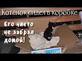 🔴 Котята кричали под мусорным баком и их услышали дети / help the kittens survive