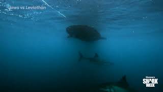 Testing Ancient Great White Sharks vs the Ancient Leviathan | Jaws vs Leviathan | Shark Week