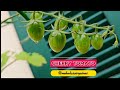 Growing own Cherry Tomato Plant | Tomato in container