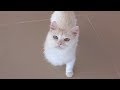 Turkish Van Cat 【4K】 の動画、YouTube動画。