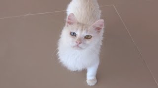 Turkish Van Cat 【4K】 by Animalia Kingdom 24,448 views 4 years ago 1 minute, 59 seconds